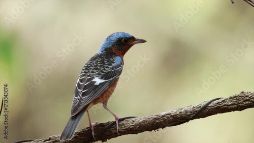 The Blue rock-thrush bird in nature