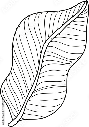 Stylized black and white line art drawing of a broad tropical leaf with prominent wavy venation