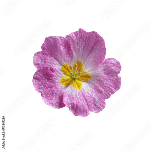 Dew-Kissed Pink Primula Flower Close-Up