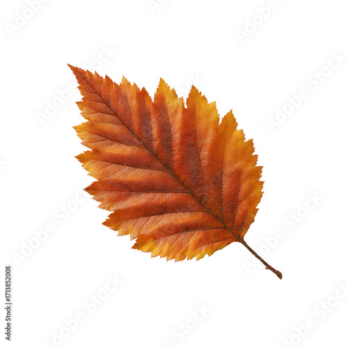 Single Autumn Leaf, Isolated on Black Background