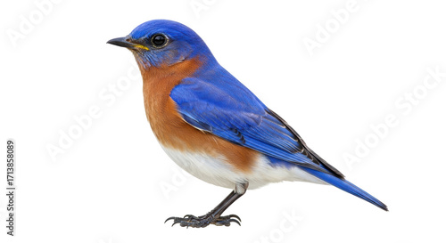Isolated bluebird perches in natural light, perfect for adding a touch of nature to designs.