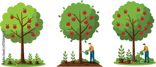 Apple tree growth and care illustration showing watering, fertilizing, and nurturing plants through different stages for healthy fruit production and harvest