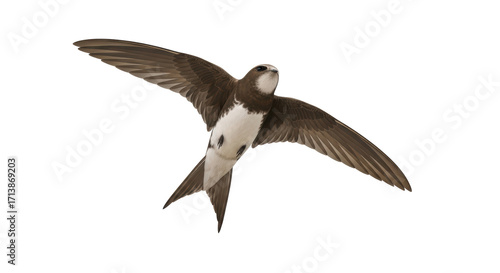 Quadro su tela Isolated Flying bird in flight, swift with open wings on no background, feathere