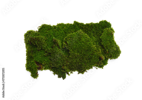 Green moss isolated on transparen png. Nature background.