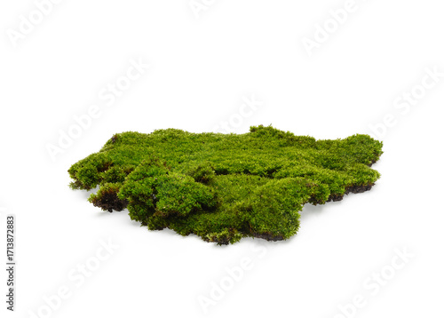 Green moss isolated on transparen png. Nature background.