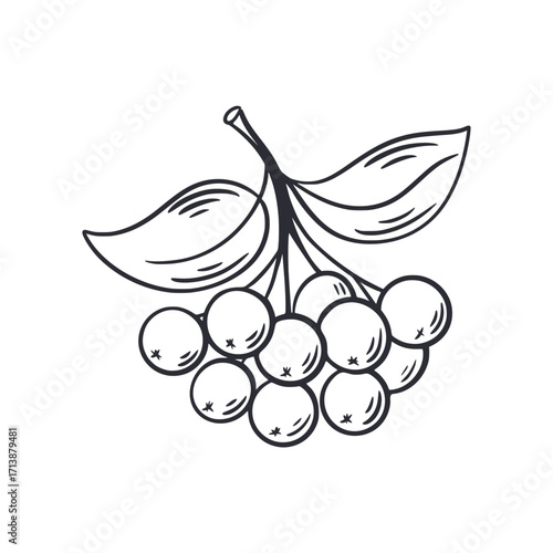 Twig with berries and leaves hand drawn illustration. Ink sketch of rowan berries. Berry branch doodle sketch style, vector element