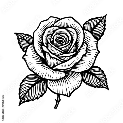 Blooming Rose Flower with Stem and Leaves – Hand Drawn Engraved Vector Illustration