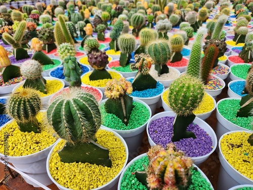 Colorful collection of small grafted cacti in white pots with vibrant gravel, arranged in rows creating a playful pattern for home decor and gardening themes