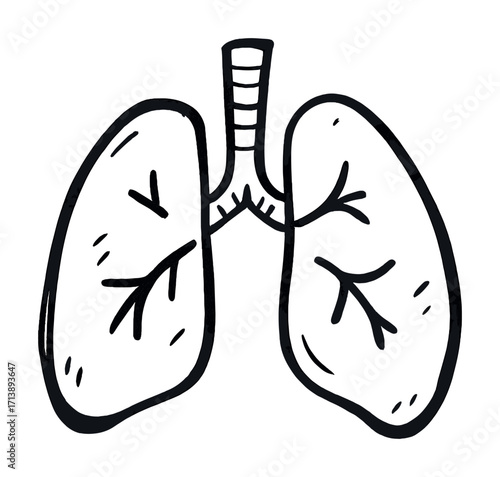 Simple line drawing of human lungs with bronchi and trachea