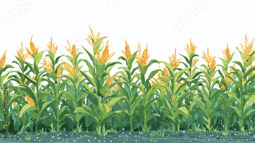 A digital illustration depicting a row of corn plants against a white background. The image shows multiple corn stalks with green leaves and yellow ears of corn. The plants are depicted in a