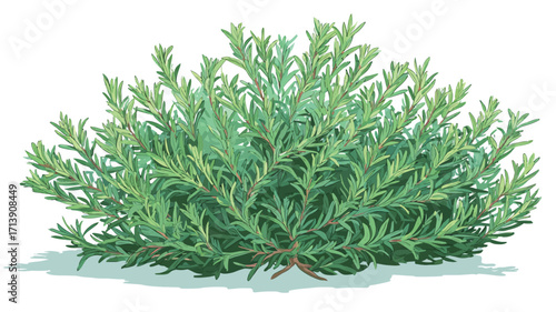 A digital illustration depicting a lush, green shrub. The shrub is densely packed with small, elongated leaves, exhibiting a vibrant green hue.  The illustration style is detailed, 