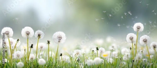 A field of dandelions in soft, spring light