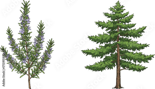 Rosemary herb and conifer tree, botanical contrast, stylized foliage, seasonal plants, nature illustration, garden design, vibrant greenery, plant comparison