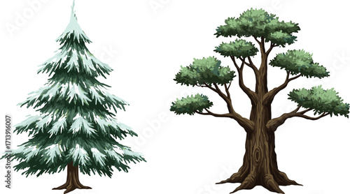 Snow-covered evergreen tree, deciduous green tree, winter and temperate foliage, botanical contrast, stylized vector, seasonal nature, tree comparison, forest illustration