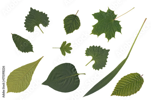 Green leaves set part tree on white 