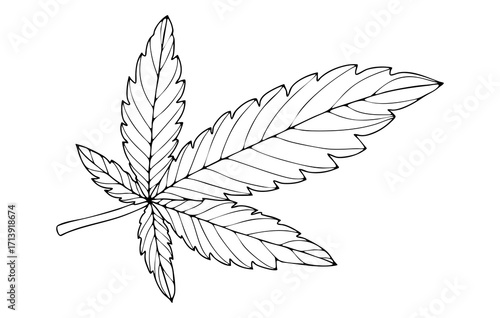 Sketch of cannabis leaf isolated on white background