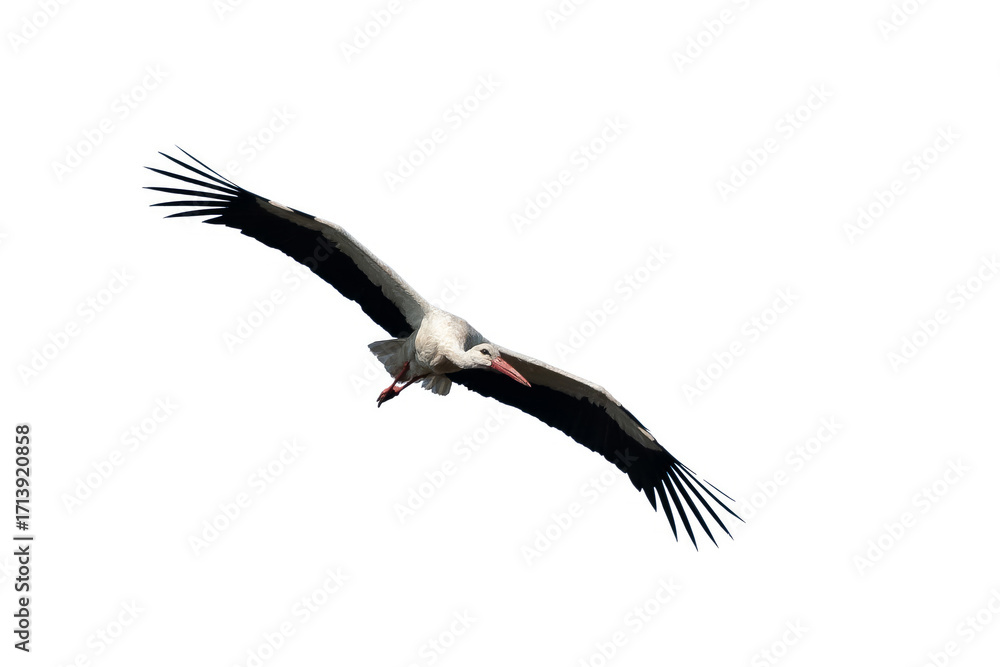 Obraz premium stork soaring in the air isolated on a white background