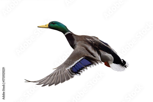 Photography flying mallard isolated on white background
