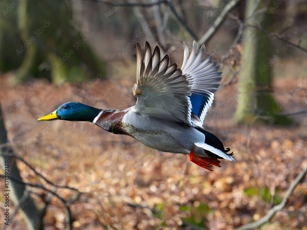 Obraz premium flying mallard with water droplets against the background of a blurred forest