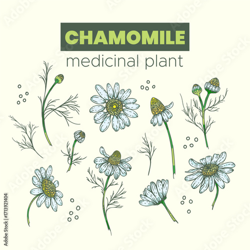 Color contour image of a chamomile plant.