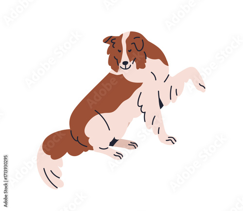 Dog sitting, giving paw raised. Cute adorable border collie breed. Canine animal in elegant graceful charming pose, obedient trained sheepdog. Flat vector illustration isolated on white background