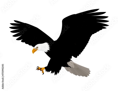 Black and white eagle in flight