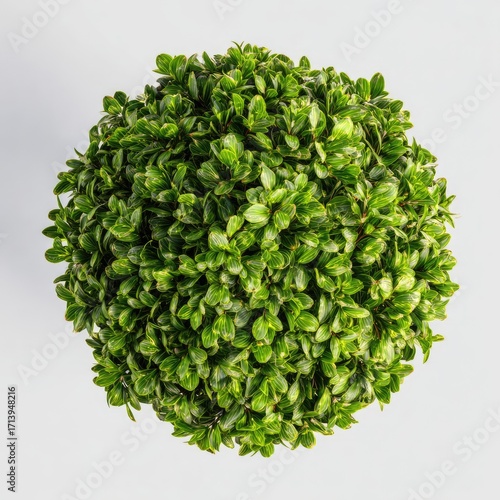 Top-down view of a rounded topiary