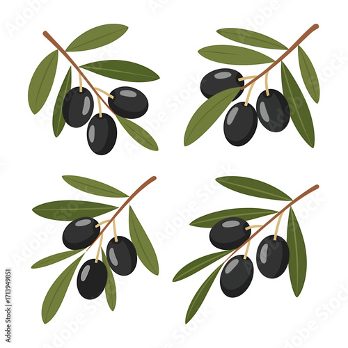Fresh Black Olives on Branches with Green Leaves Isolated on White Background Healthy Food Illustration Olive Oil Ingredient