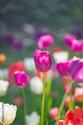 Pink flowers in the flowerbed during the day