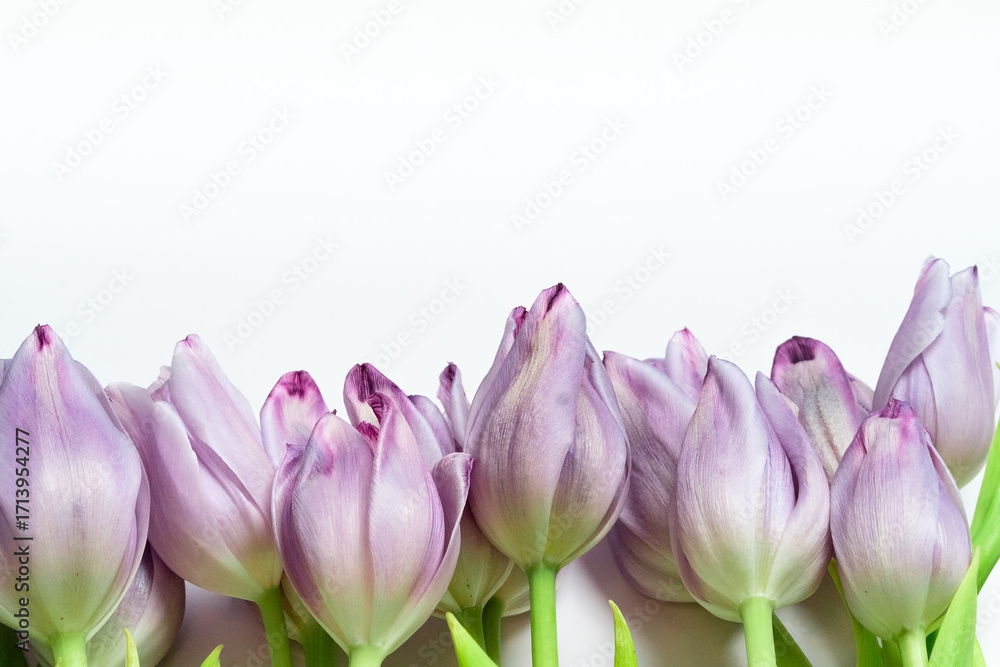 Fototapeta premium Lilac tulips surrounded by a decorative floral border, set against a clean white backdrop. Ideal for wedding invitations, greeting cards, and nature-themed projects.