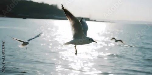 水面を飛ぶカモメの群れの日中風景写真