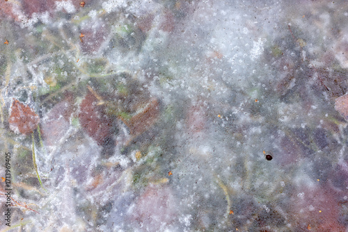 Texture of frozen grass and autumn leaves under ice close-up