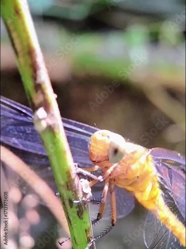 Orange Dragonfly Macro Video, Shining Wings and Chewing After the Hunt

