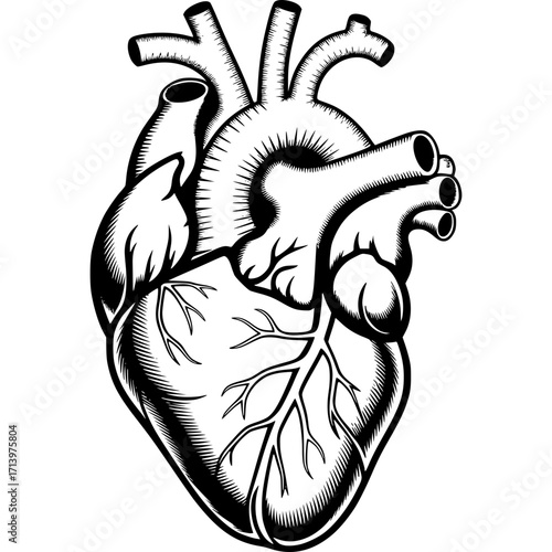 Anatomical Heart Illustration: A detailed monochrome illustration showcases the human heart, emphasizing its complex structure and intricate details.