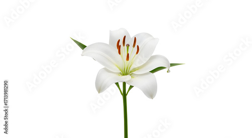 Elegant single white lily flower isolated PNG with Transparent Background