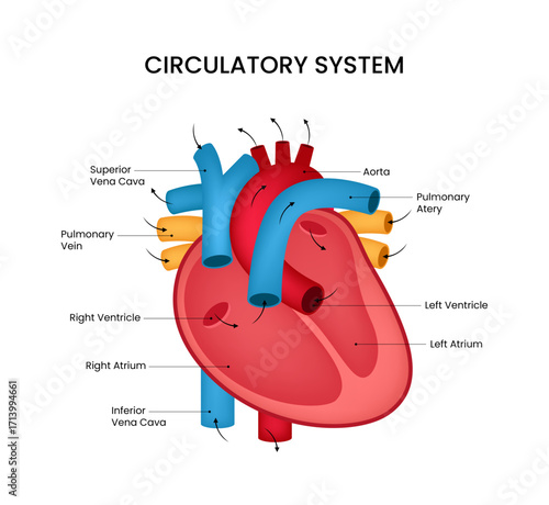 Circulatory System Detailed Diagram of Human Heart 3d Style