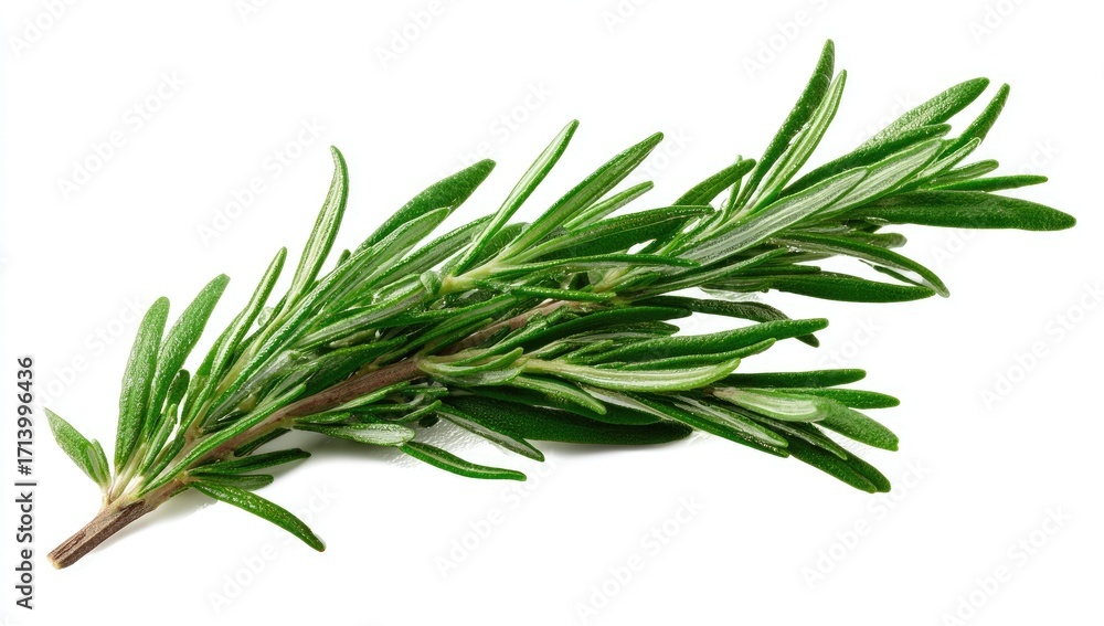Fototapeta premium Fresh rosemary sprigs