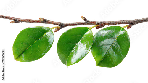 Three Bright Green Leaves on Branch Against Black Background