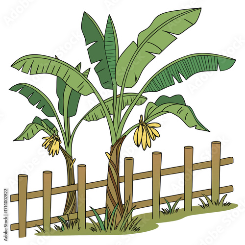 Two lush banana trees with ripening yellow fruit growing behind a rustic wooden fence