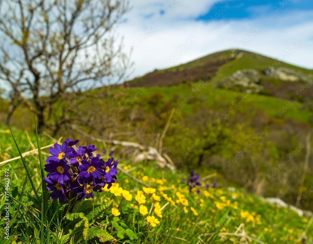 Obraz premium Wildflowers in a grassy meadow
