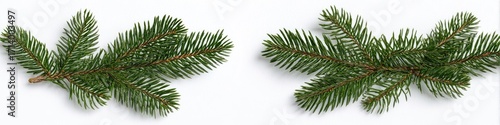 Two sprigs of evergreen foliage on a white background