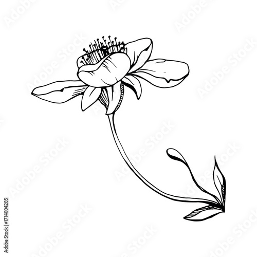 Early spring flowers, white cherry sakura apple blossom petals, watercolor hand drawn forest anemone primrose daisy ephemera. Single object isolated illustration. Wedding, florist shop, scrapbooking.