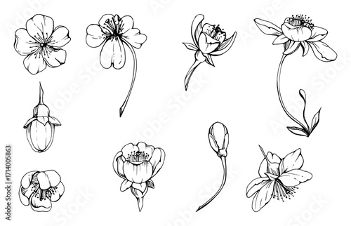 Early spring flowers on stems, white cherry sakura apple blossom bud, watercolor hand drawn, forest anemone primrose daisy. Single object set isolated illustration. Wedding, florist shop, scrapbooking