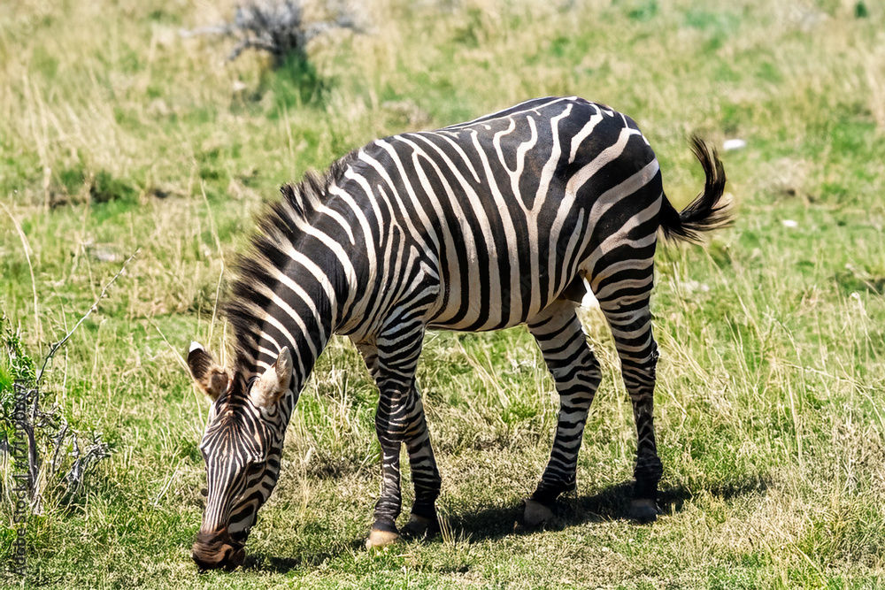 Obraz premium Un zèbre de Grant paissant dans la savane