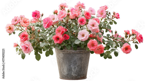Miniature rose bush in a decorative metal container background isolated on a Transparent background, PNG file.