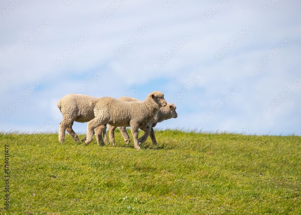 Fototapeta premium Sheep are grazing on a green field at the farm in Australia, Australia agriculture