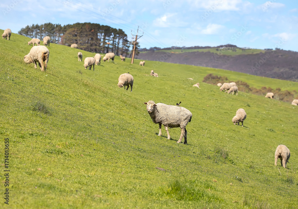 Fototapeta premium Sheep are grazing on a green field at the farm in Australia, Australia agriculture