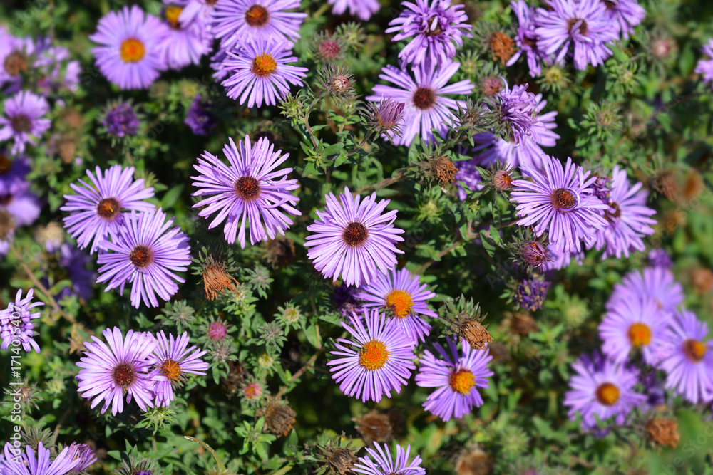 Fototapeta premium New England aster Pink flowers - Latin name - Symphyotrichum novae-angliae Barrs Pink