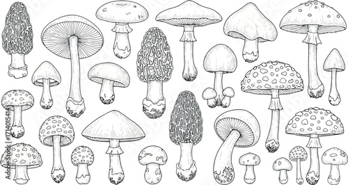 Vector art of collection of various mushroom illustrations