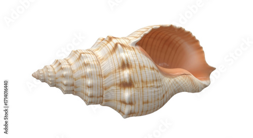 Fotografie Isolated decorative seashell from the beach sand, spiral with textured details,